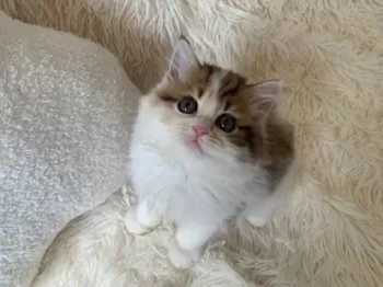 なおみ 様のお迎えした子猫