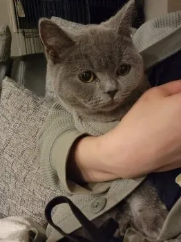 A 様のお迎えした子猫