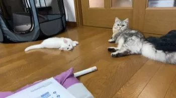 メイ 様のお迎えした子猫