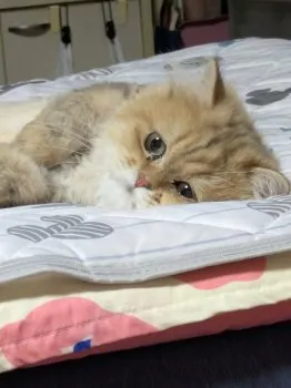 Y.Ｉ 様のお迎えした子猫