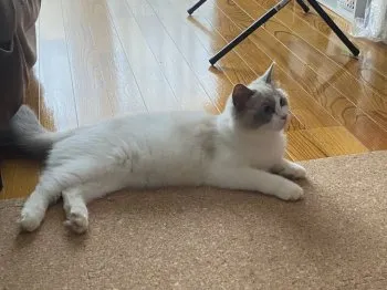とも 様のお迎えした子猫