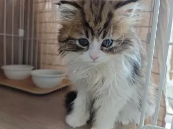 てんてこ 様のお迎えした子猫