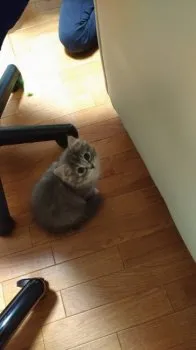 アッシュの両親 様のお迎えした子猫