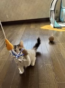 りょうちゃん 様のお迎えした子猫