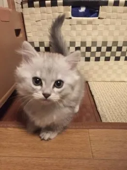 トパ 様のお迎えした子猫