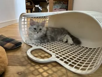 M. N 様のお迎えした子猫