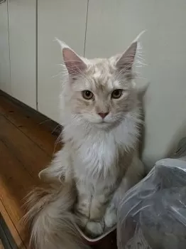 ゆきさん 様のお迎えした子猫