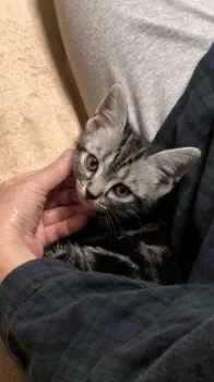 きすけ 様のお迎えした子猫