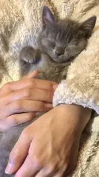 Y.S 様のお迎えした子猫