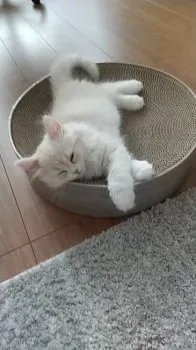 M.S 様のお迎えした子猫