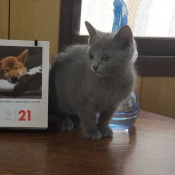 タカ 様のお迎えした子猫