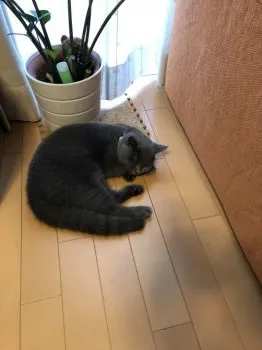大阪の自転車乗り 様のお迎えした子猫