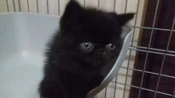 くまたんママ 様のお迎えした子猫