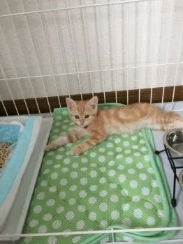 Mipoko 様のお迎えした子猫