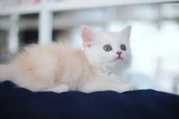 みや 様のお迎えした子猫