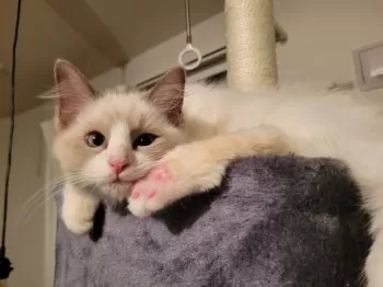 い 様のお迎えした子猫