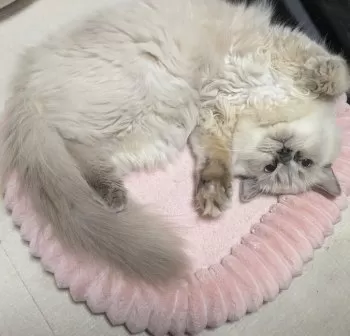 YUKI 様のお迎えした子猫