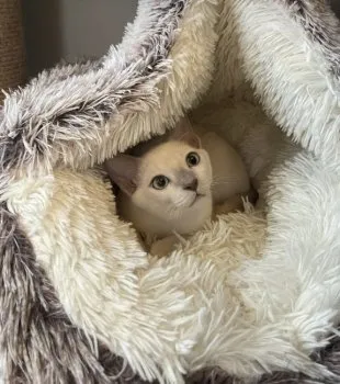 Y.F 様のお迎えした子猫