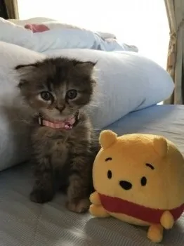 みるく 様のお迎えした子猫
