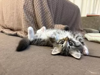 みしぇる 様のお迎えした子猫