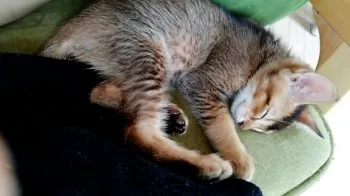 あゆり 様のお迎えした子猫