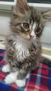 まっきん 様のお迎えした子猫