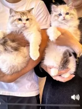 E.S 様のお迎えした子猫