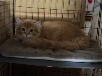 アセロラン 様のお迎えした子猫