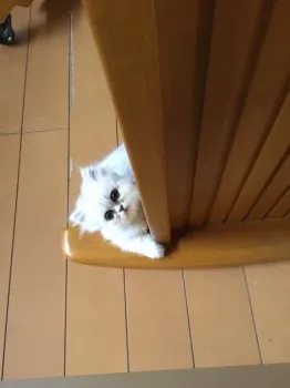 K.Y 様のお迎えした子猫