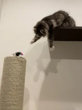 おなか 様のお迎えした子猫