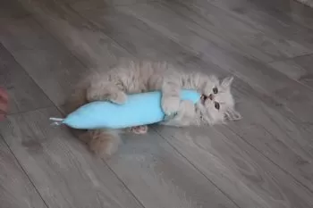 M.Ｉ 様のお迎えした子猫