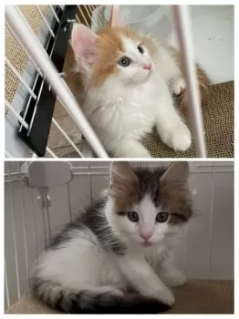 あこ 様のお迎えした子猫
