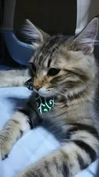 ディッピーフレッシュ 様のお迎えした子猫