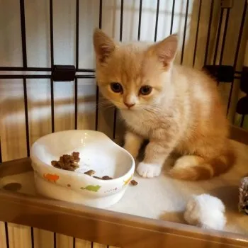 D.H 様のお迎えした子猫