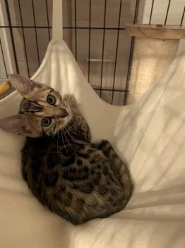 あずき 様のお迎えした子猫
