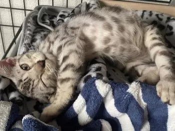 まいちゅん 様のお迎えした子猫