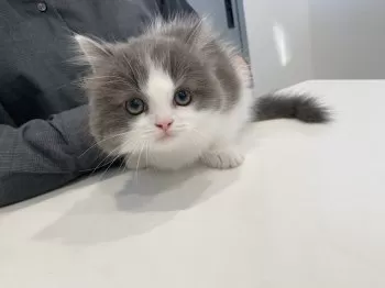 よる 様のお迎えした子猫