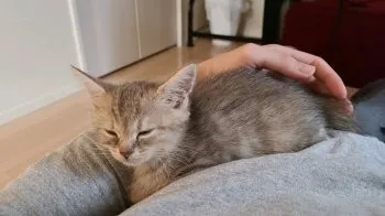 いとう 様のお迎えした子猫