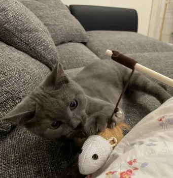S.N 様のお迎えした子猫
