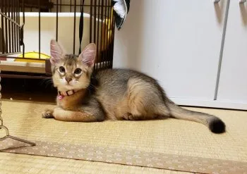 まーこ 様のお迎えした子猫