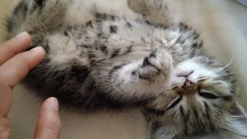 YI 様のお迎えした子猫