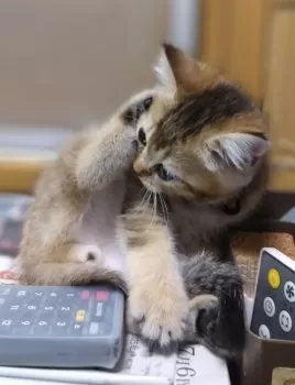 チョコ 様のお迎えした子猫
