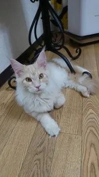Capucine 様のお迎えした子猫