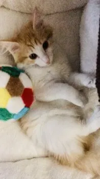 ocean 様のお迎えした子猫