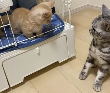 ヨシハラ 様のお迎えした子猫