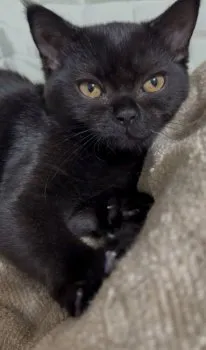 あすちゃん 様のお迎えした子猫