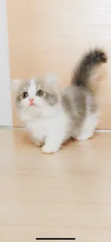 erineko 様のお迎えした子猫
