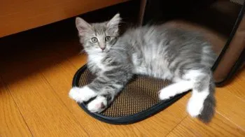 コロン 様のお迎えした子猫