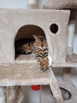 I.T 様のお迎えした子猫