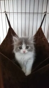 モコのママ 様のお迎えした子猫